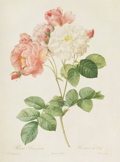 Rosa Damascena, de 